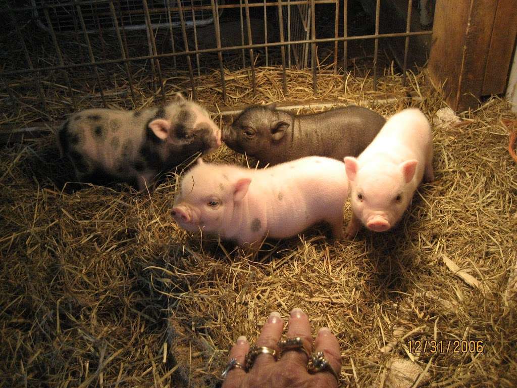 Best Little Potbelly Pig House in Texas | 9030 Western St, Beach City, TX 77523, USA | Phone: (281) 383-3669