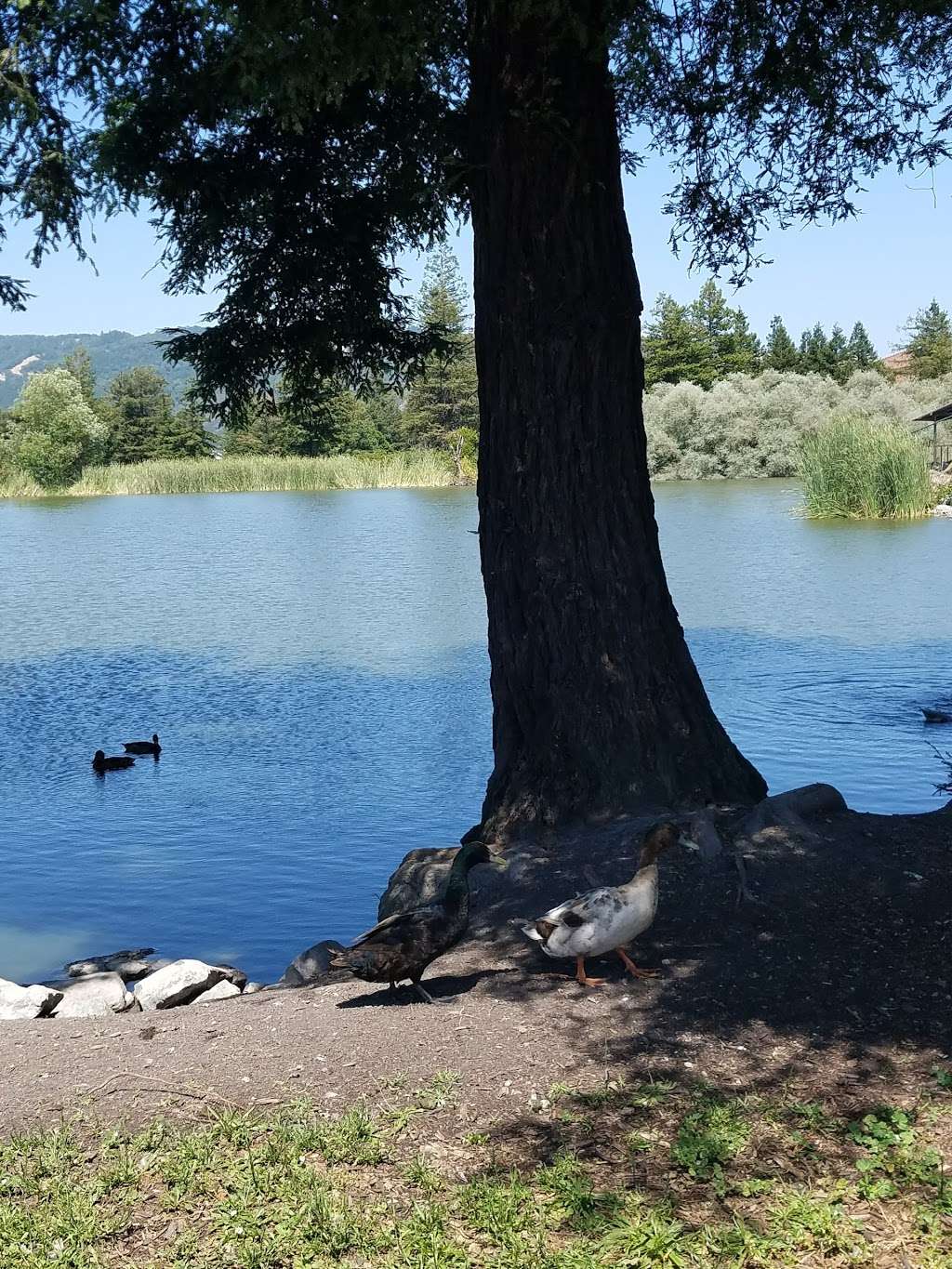 Roberts Lake/Dog park | 101 Golf Course Dr, Rohnert Park, CA 94928, USA