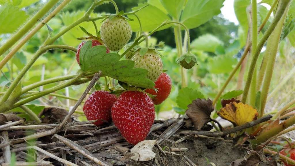 Zieglers U-Pick Strawberries | 61950 Crumstown Trail, North Liberty, IN 46554, USA | Phone: (574) 344-7035