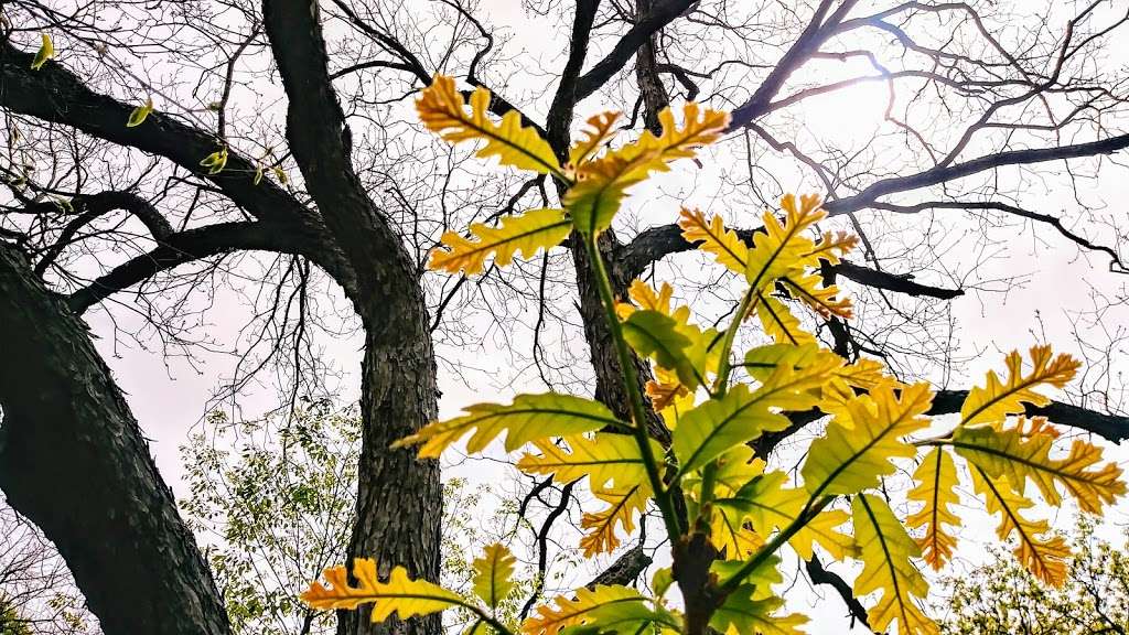 Ten Mile Creek Preserve | 900 Nokomis Rd, Lancaster, TX 75146, USA