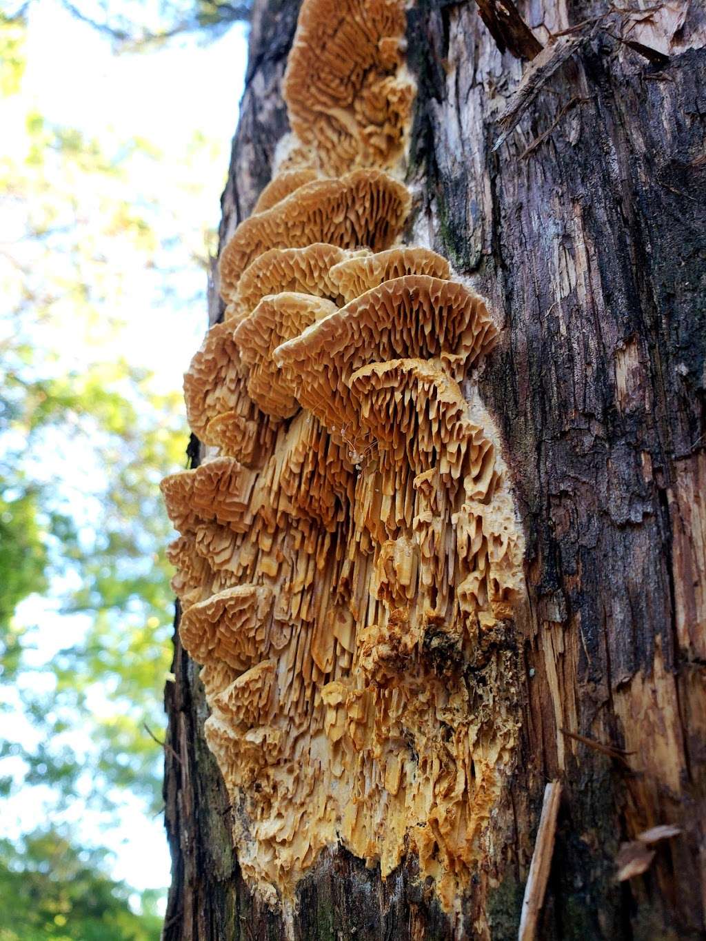 Lester Lorch Nature Preserve | 1823 Texas Plume Rd, Cedar Hill, TX 75104, USA