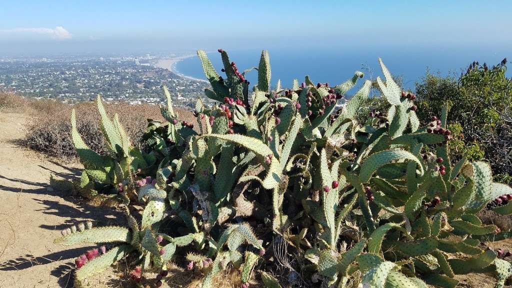 Paseo Miramar Trailhead | 865 Vista Pacifica St, Pacific Palisades, CA 90272, USA