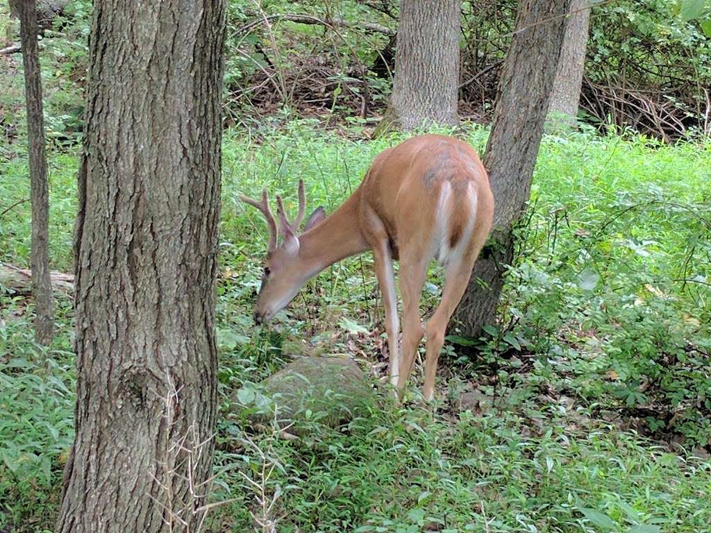 Franklin Lakes Nature Preserve | 1 Nature Preserve Way, Franklin Lakes, NJ 07417, USA | Phone: (201) 891-0048