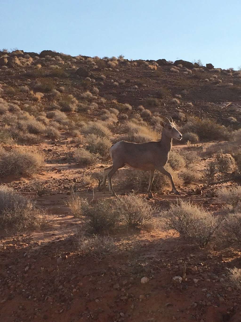 Las Vegas Hiking Adventures | 4321 Robins Ridge Dr, Las Vegas, NV 89129, USA | Phone: (702) 274-5150