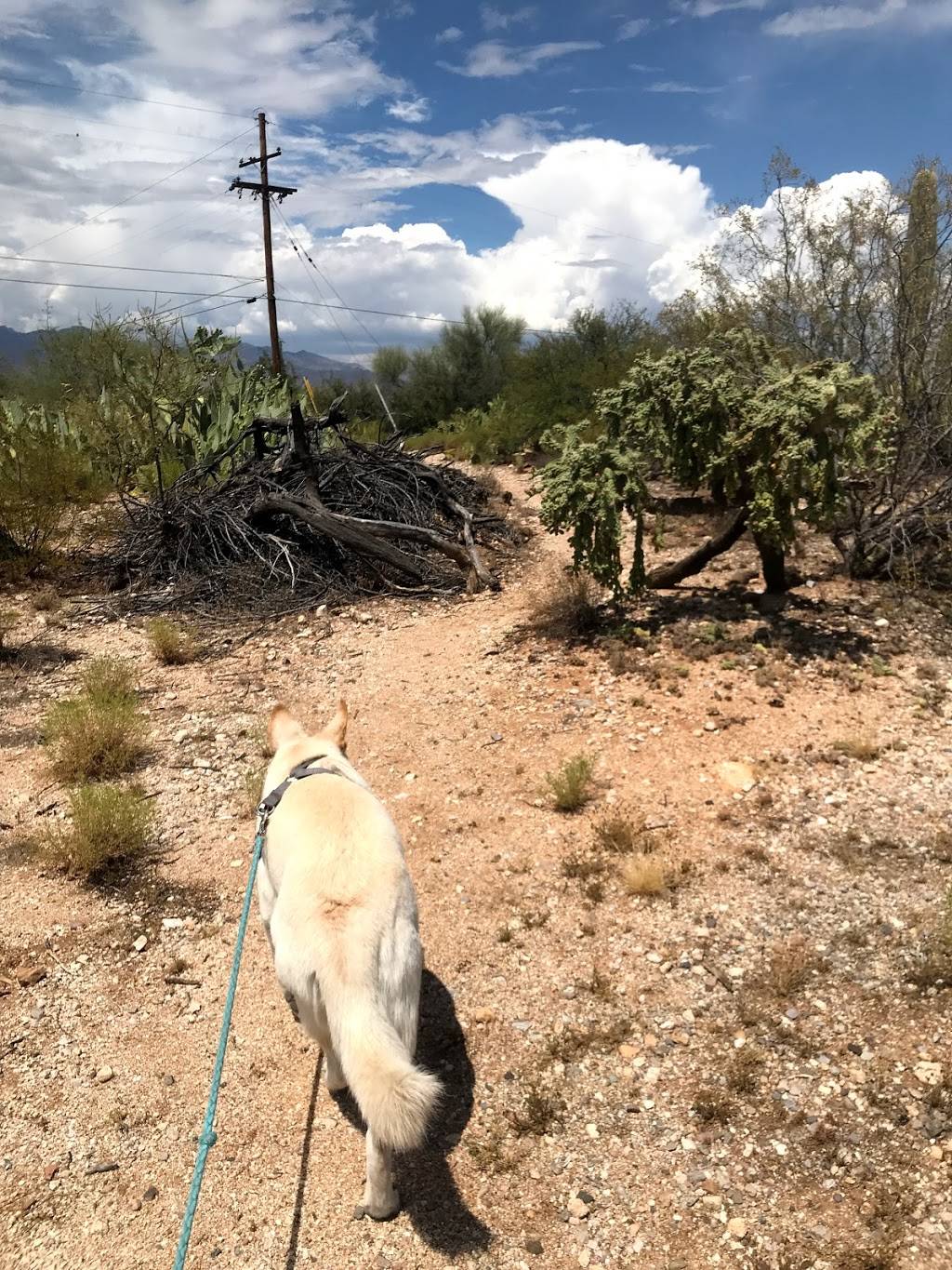 CASE NATURAL RESOURCE PARK | 9815 E Kenyon Dr, Tucson, AZ 85748, USA | Phone: (520) 791-4873