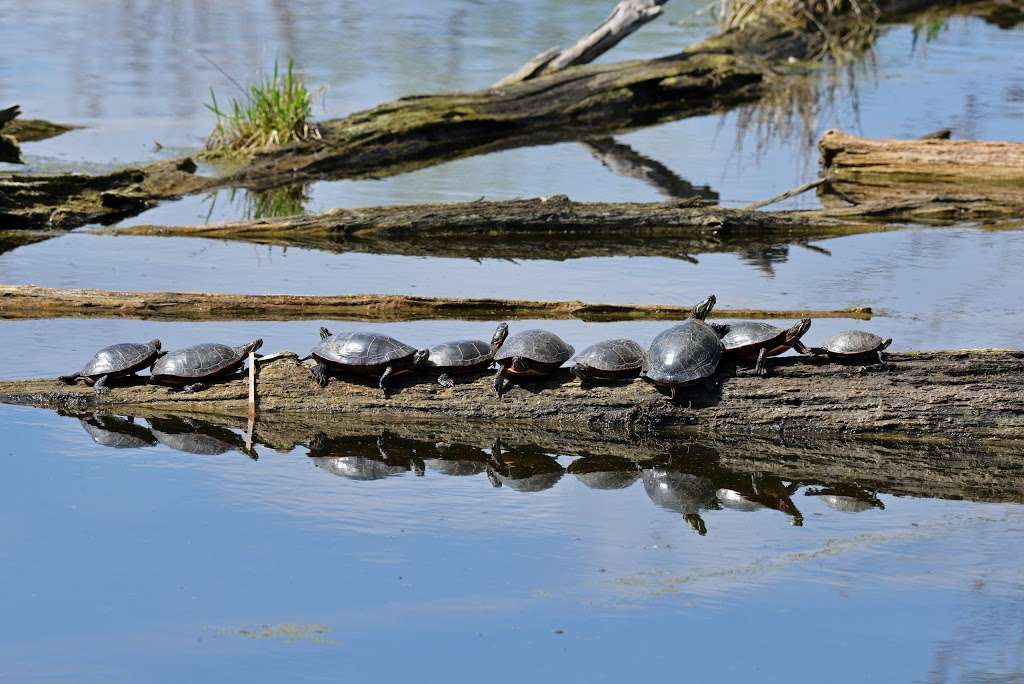 McHenry Dam State Park | McHenry Dam Road, McHenry, IL 60051, USA | Phone: (815) 385-1624