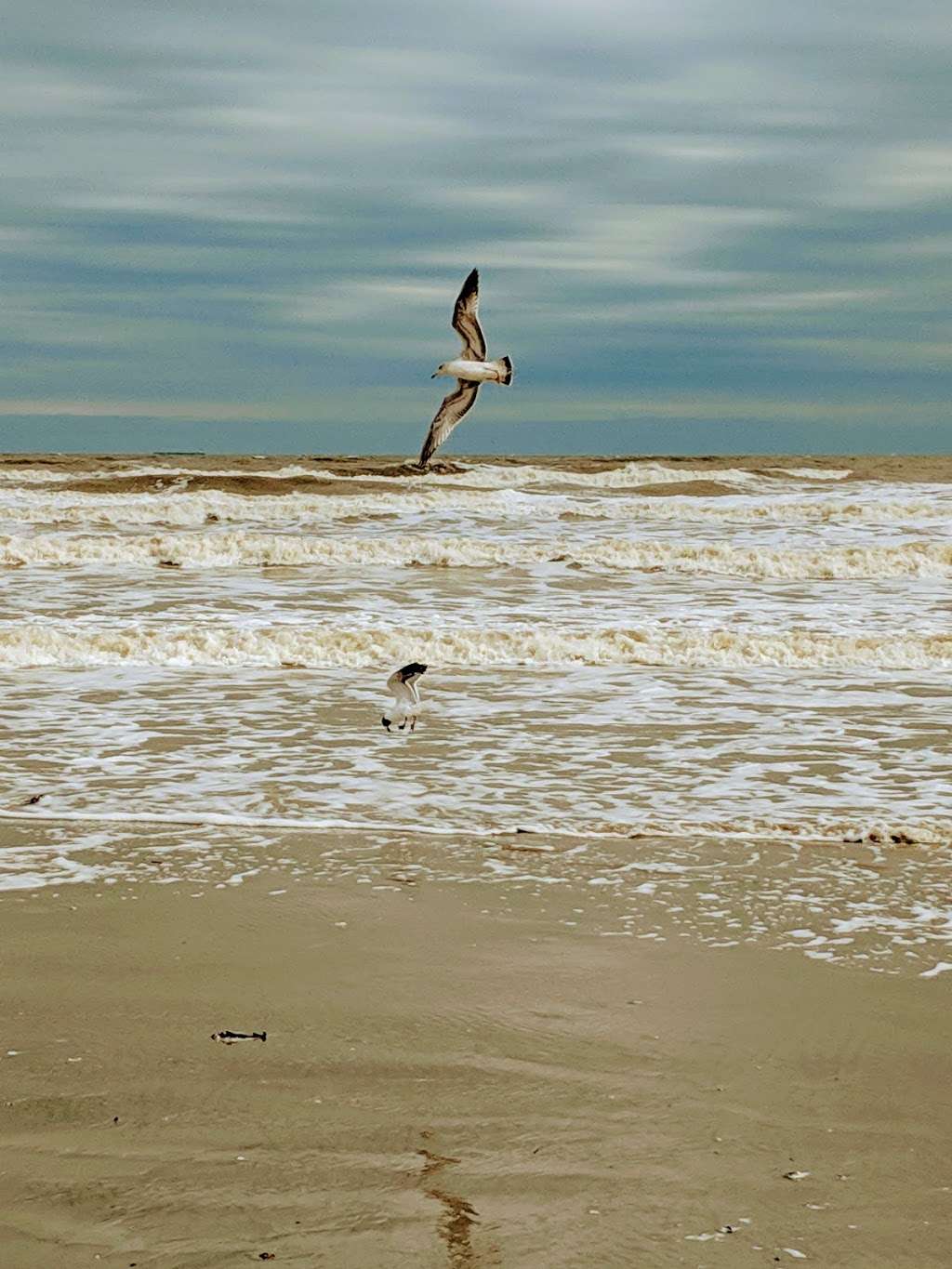 Galveston Beach | 6285 Seawall Blvd, Galveston, TX 77551, USA | Phone: (888) 425-4753