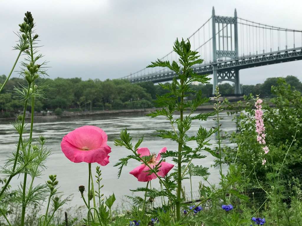 Native Plant Garden | 11 Wards Meadow Loop, New York, NY 10035, USA