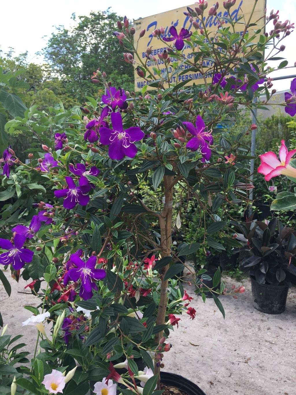 Schandiz Garden Center | 6978 Shimmering Dr, Lakeland, FL 33813, USA | Phone: (863) 709-8682