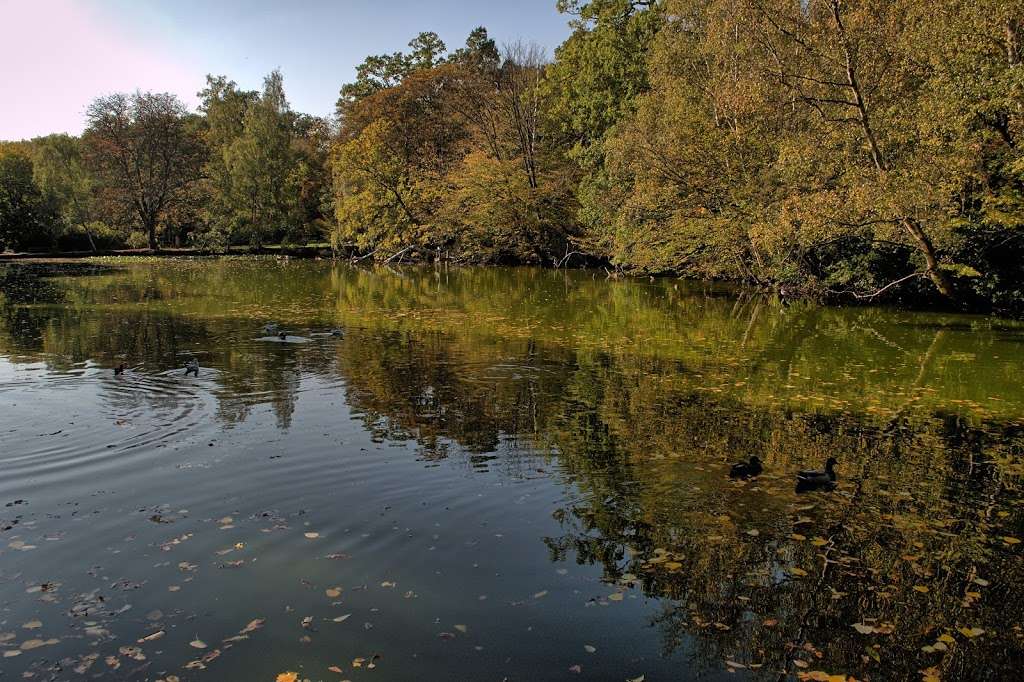 Whitewebb Forest Pond | Enfield EN2 9HH, UK