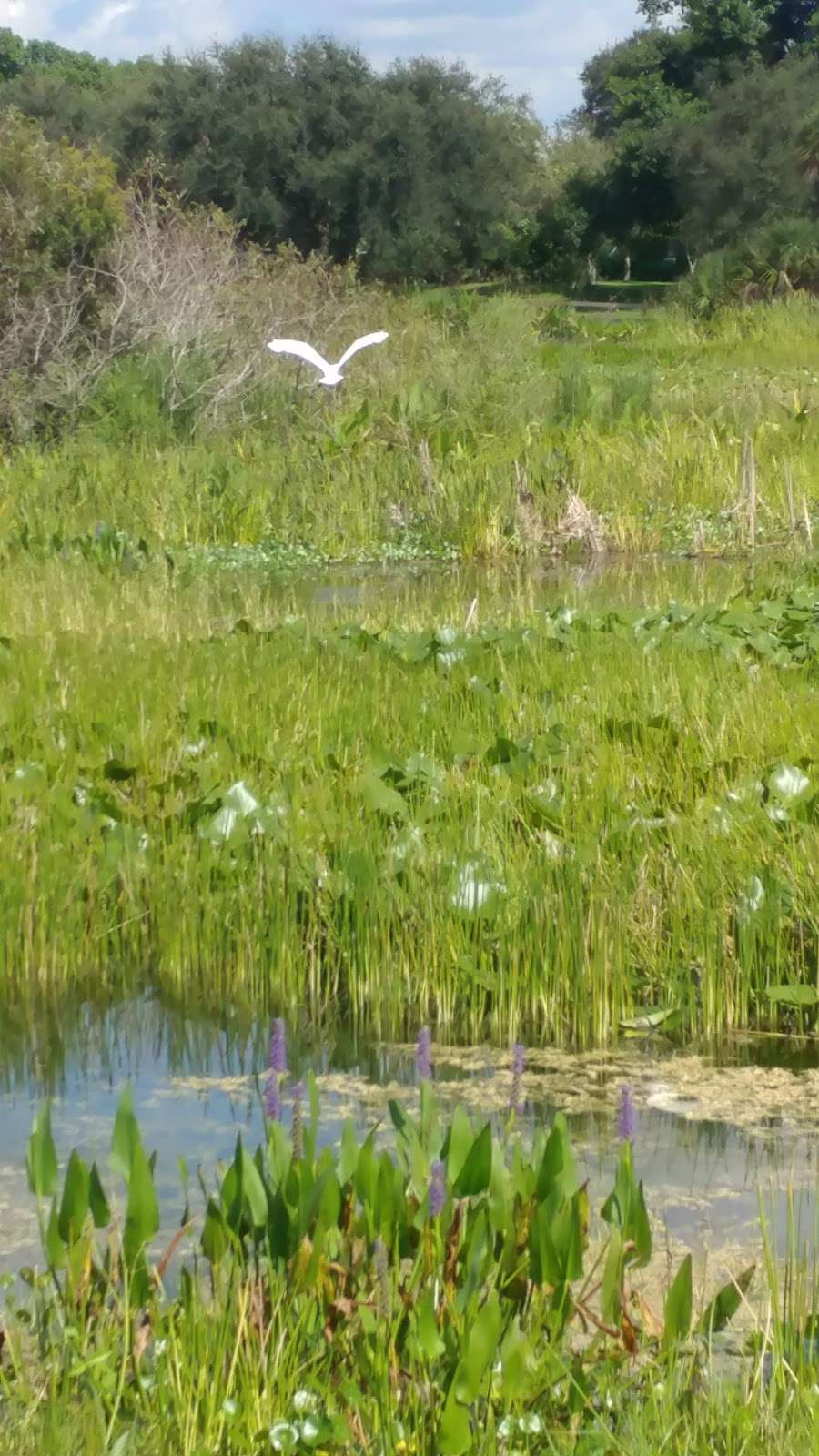 Snake Warrior Island Natural Area | 3600 SW 62nd Ave, Miramar, FL 33023, USA | Phone: (954) 357-8776