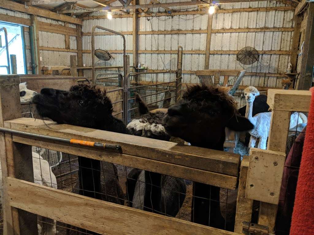 Jersey Shore Alpacas | 521 South Route 47, Cape May, NJ 08204, USA | Phone: (609) 889-4957