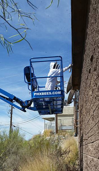 Phoenix Bee Removal | 2491 W Sawtooth Way, Queen Creek, AZ 85142, USA | Phone: (480) 612-1620