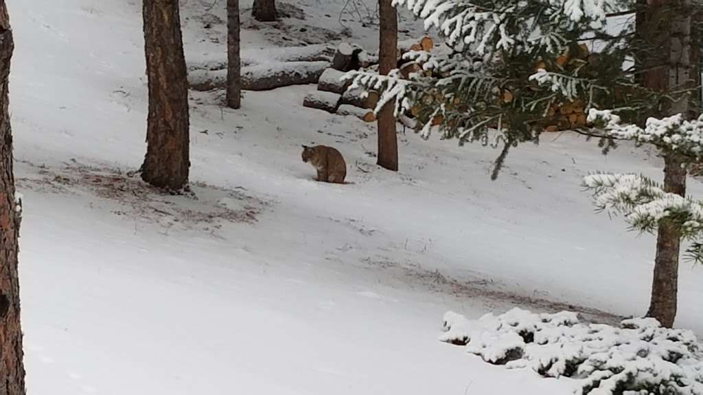 Dans cabin | 3255 Tunnel Rd, Estes Park, CO 80517, USA