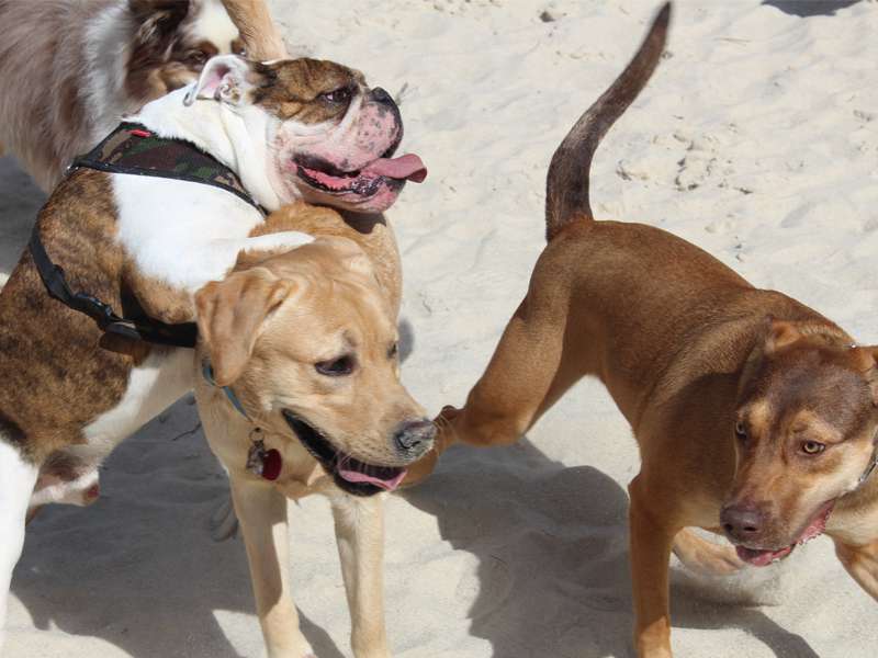 Egg Harbor Township Dog Park | 2, Swift Drive, Egg Harbor Township, NJ 08234, USA | Phone: (609) 338-8790