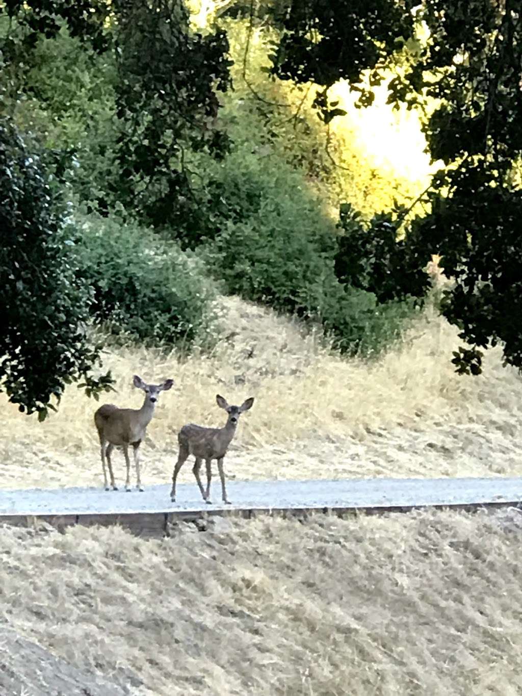 Windy Hill Open Space Parking | 555 Portola Rd, Portola Valley, CA 94028, USA