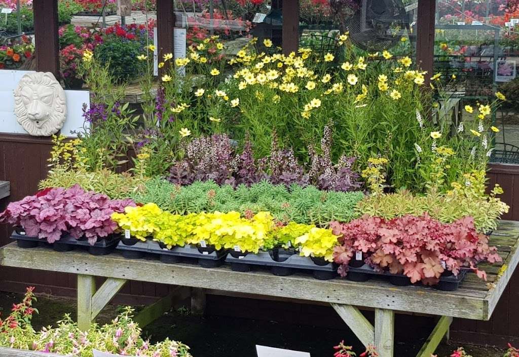 Barnes Nurseries | 46 Woodmansterne Ln, Wallington SM6 0SW, UK | Phone: 020 8647 8213