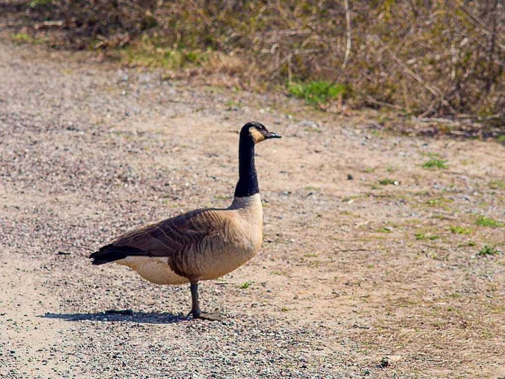 Jamaica Bay Wildlife Refuge Visitor Center | 175-10 Cross Bay Blvd, Broad Channel, NY 11693, USA | Phone: (718) 318-4340