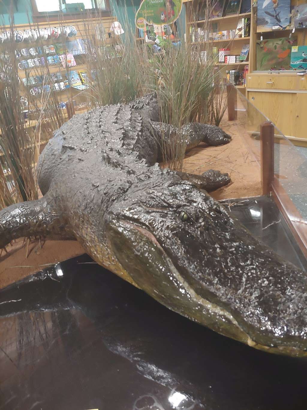 Anahuac National Wildlife Refuge Headquarters | Texas Chenier Plain Refuges Complex, 4017 FM563, Wallisville, TX 77597, USA | Phone: (409) 267-3337