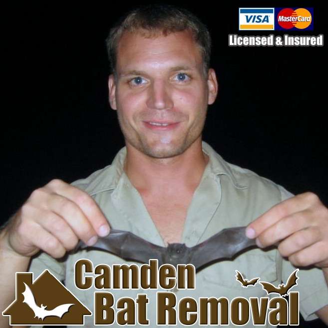 Camden Bat Removal | 1785 Haddon Ave #b, Camden, NJ 08103, USA | Phone: (856) 394-5583