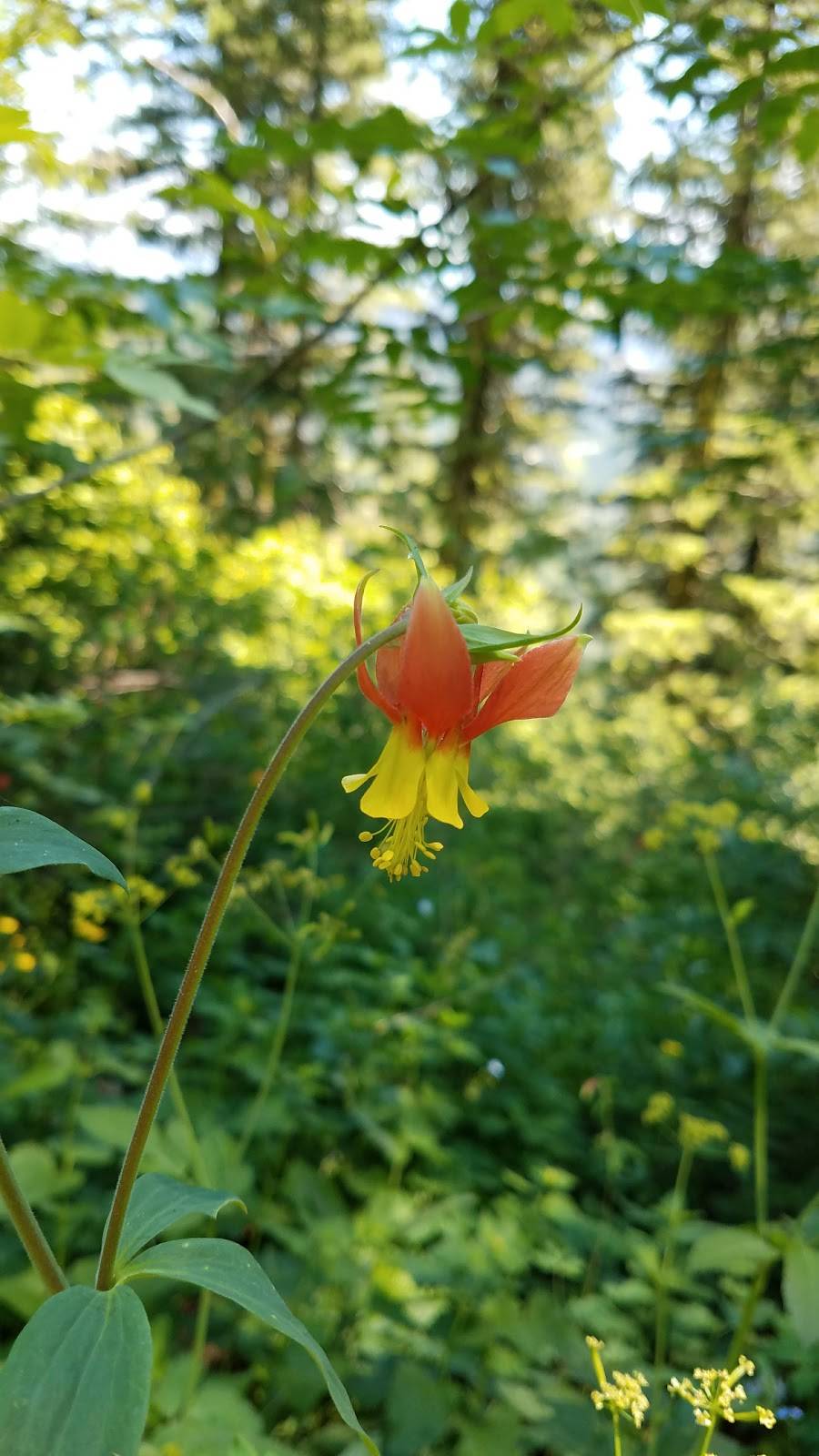 Shafer Butte Campground & Picnic Areas | Boise National Forest, Forest Rd 374E, Boise, ID 83716, USA | Phone: (877) 444-6777