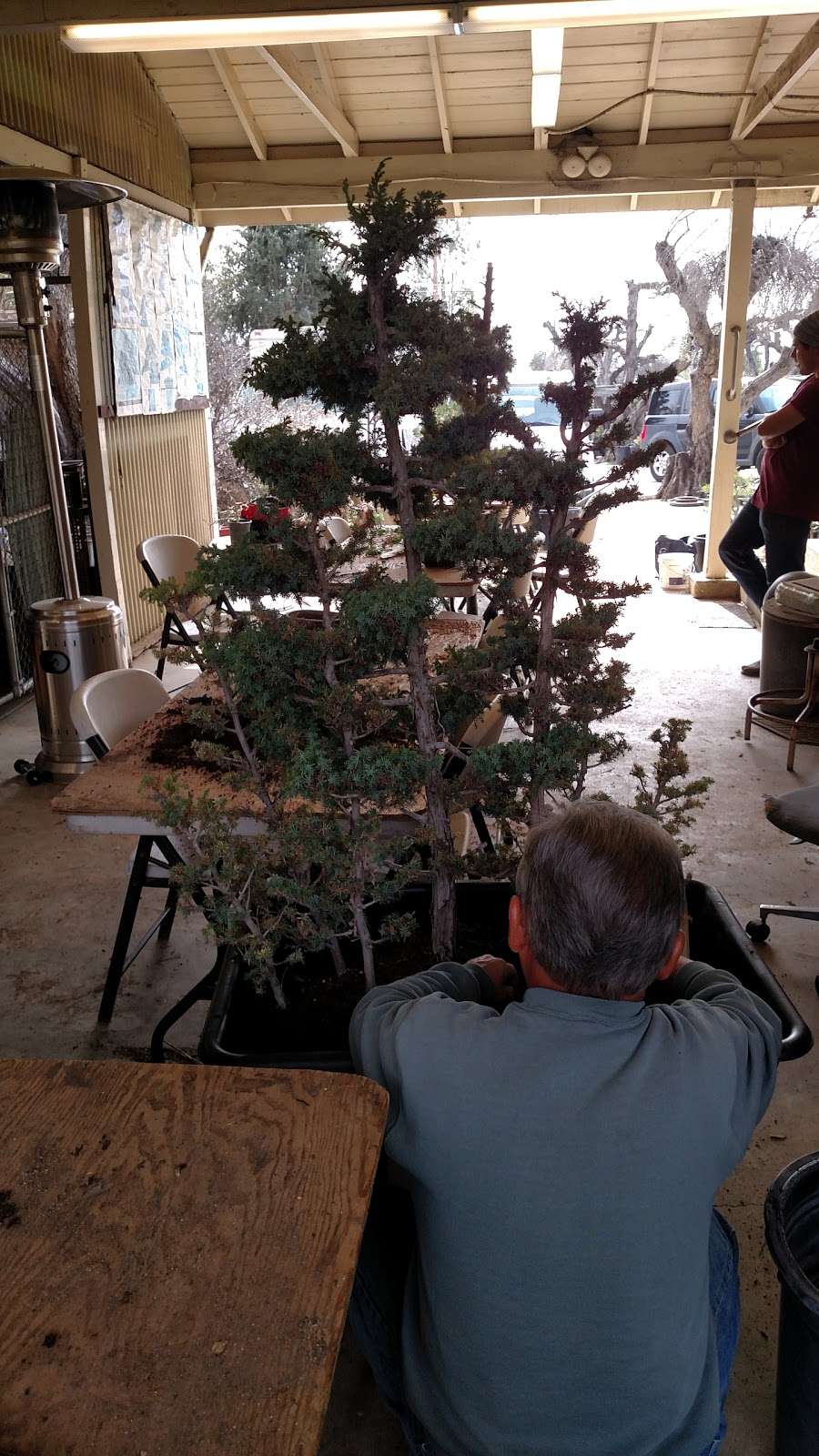 Fuji Bonsai Nursery | 13170 Glenoaks Blvd, Sylmar, CA 91342, USA | Phone: (818) 367-5372