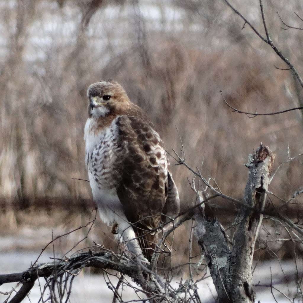 Rancocas Nature Center | 794 Rancocas Mt Holly Rd, Westampton, NJ 08060, USA | Phone: (609) 261-2495