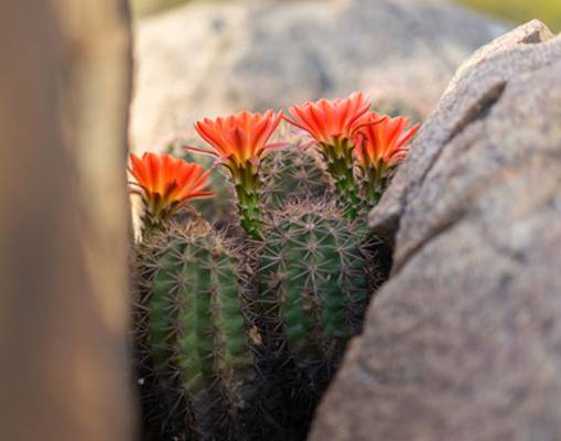 Albuquerque Florist Weddings | 1416 Juan Tabo Blvd NE, Albuquerque, NM 87112, USA | Phone: (505) 338-0038