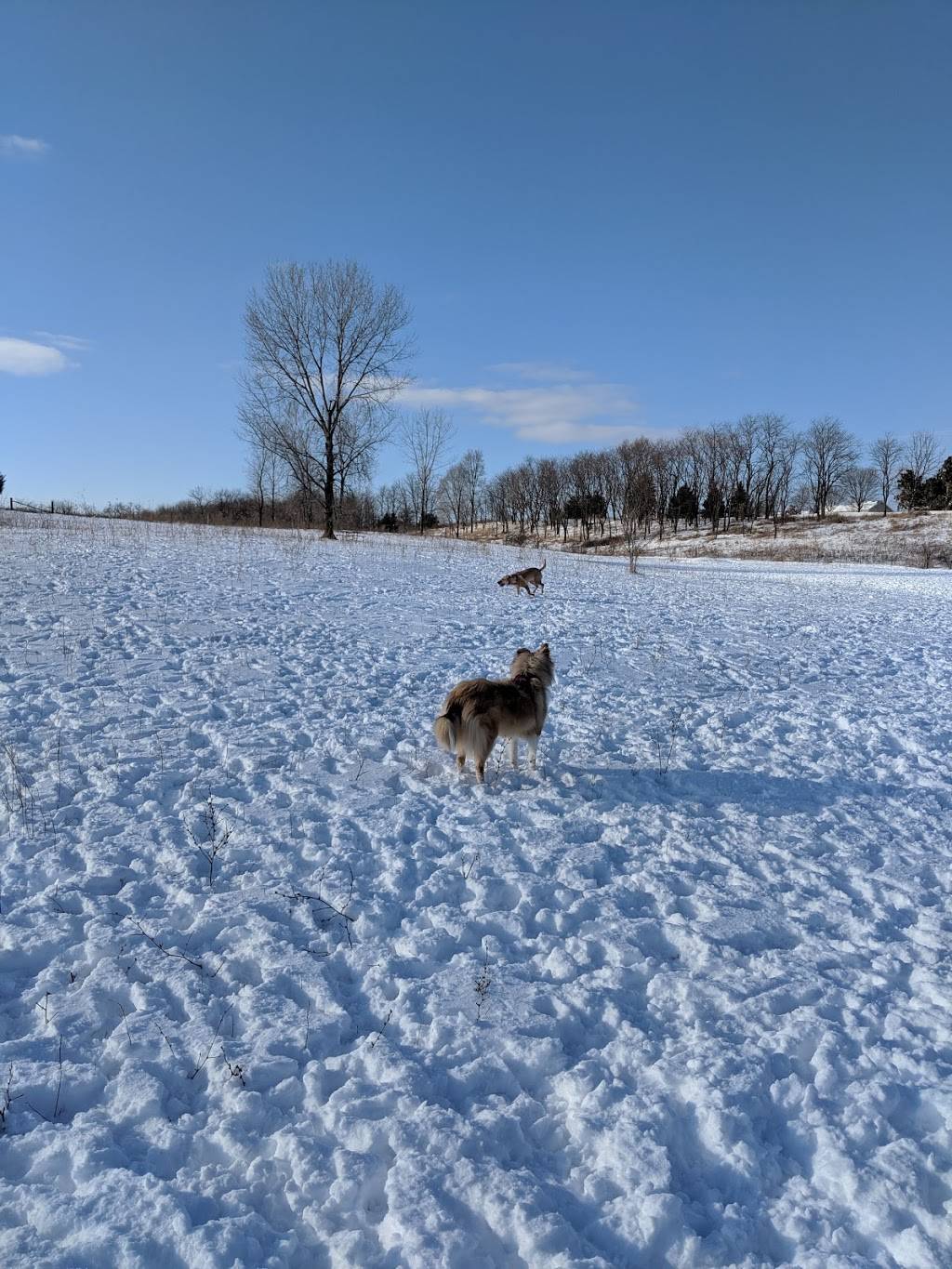 Badger Prairie County Park | 4654 Maple Grove Dr, Verona, WI 53593, USA | Phone: (608) 246-3896