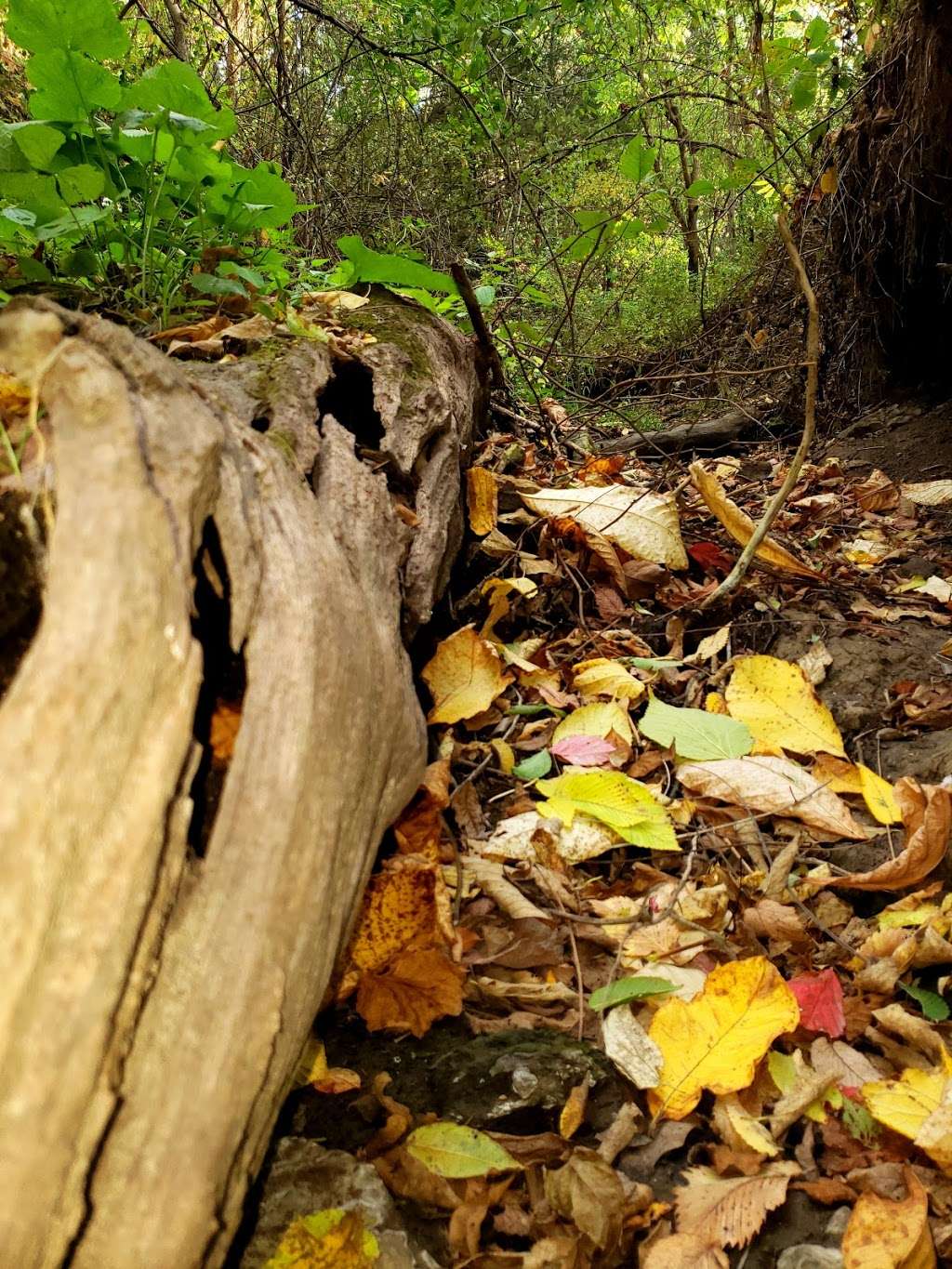 Ferguson-Herold Conservation Area | 2201 Walton Ext Rd, Bates City, MO 64011, USA