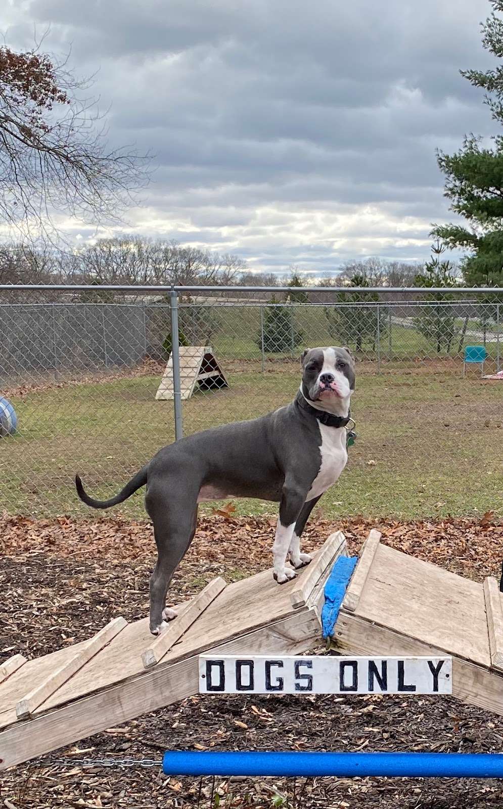 Attleboro Dog Park | Seekonk, MA 02771, USA