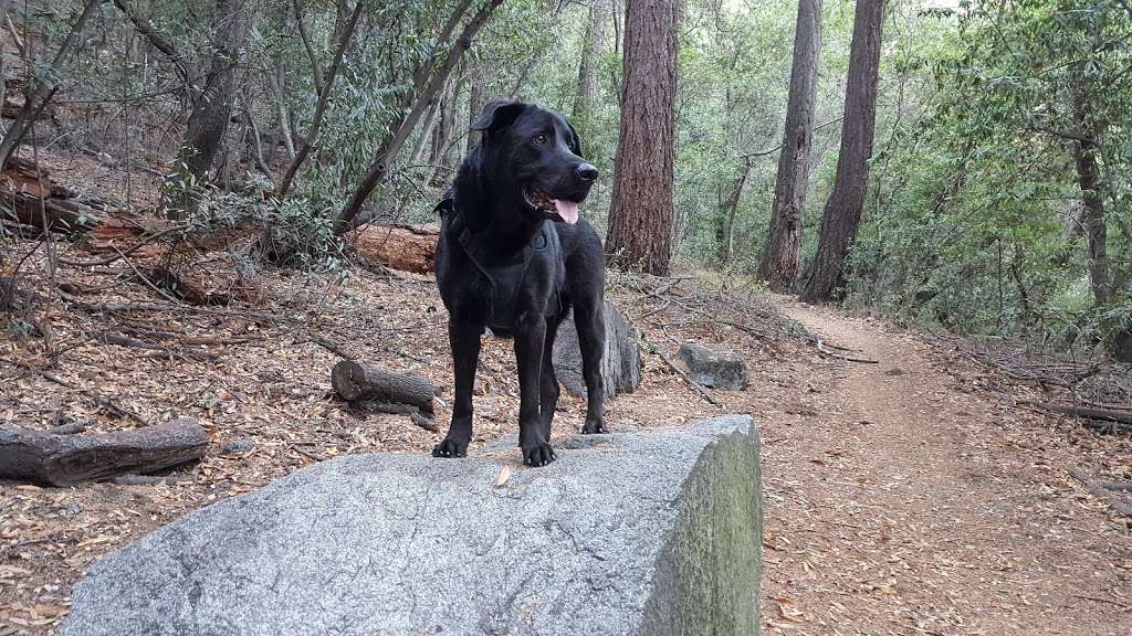 Winter Creek Trail | Winter Creek Trail, Sierra Madre, CA 91024, USA