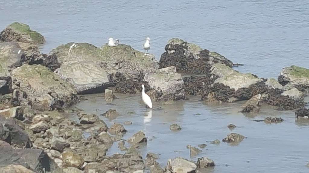 Shorebird Park Nature Center | 160 University Ave, Berkeley, CA 94710, USA | Phone: (510) 981-6720