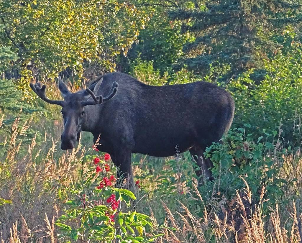 Prospect Heights Trailhead | Wolverine Trail, Anchorage, AK 99516, USA | Phone: (907) 345-5014