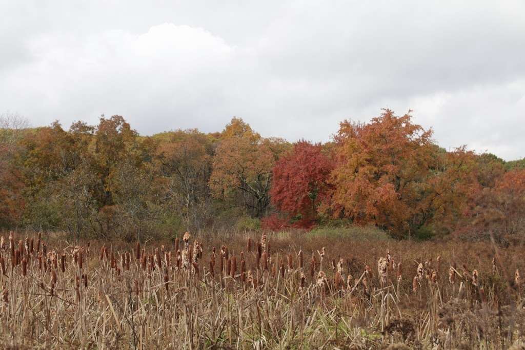 Rock Meadow Conservation Area | Belmont, MA 02478, USA