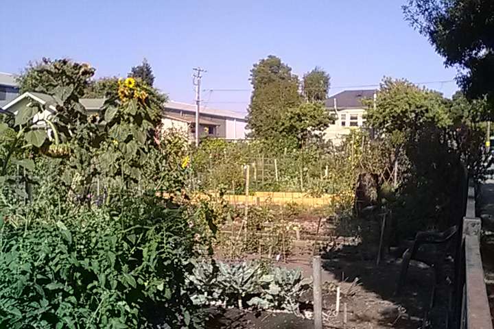 Bay Eagle Community GARDEN | Eagle Ave & Bay St, Alameda, CA 94501, USA