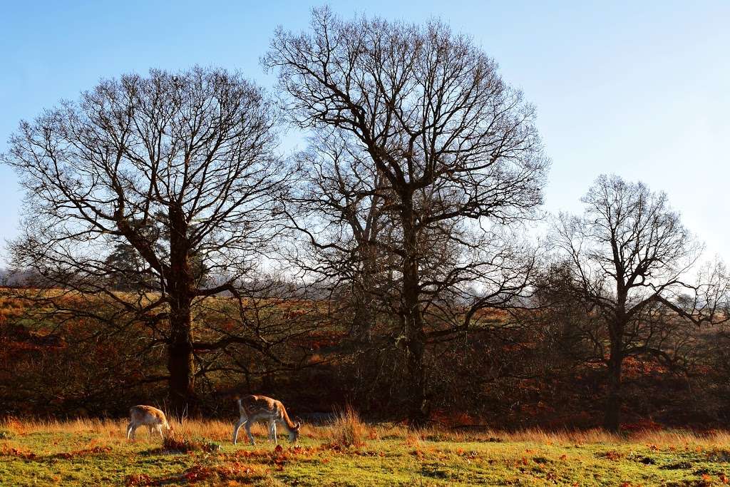 Knole Park Pedestrian Entrance Alpha | Unnamed Road, Sevenoaks TN15 0HU, UK