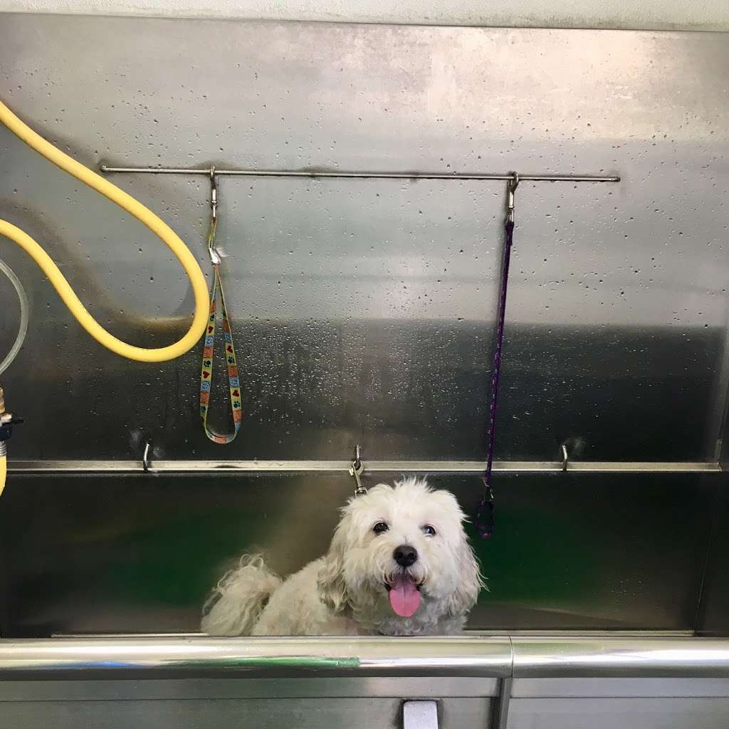 THE PET WASH | 100 W Imperial Ave G, El Segundo, CA 90245, USA | Phone: (310) 648-7599