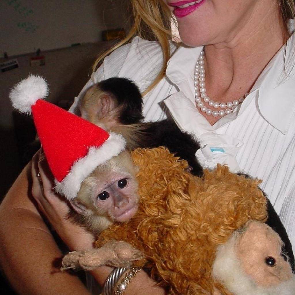 CAPUCHIN MONKEY FOR SALE | 2100 Northridge Dr, Forney, TX 75126, USA | Phone: (254) 244-2821