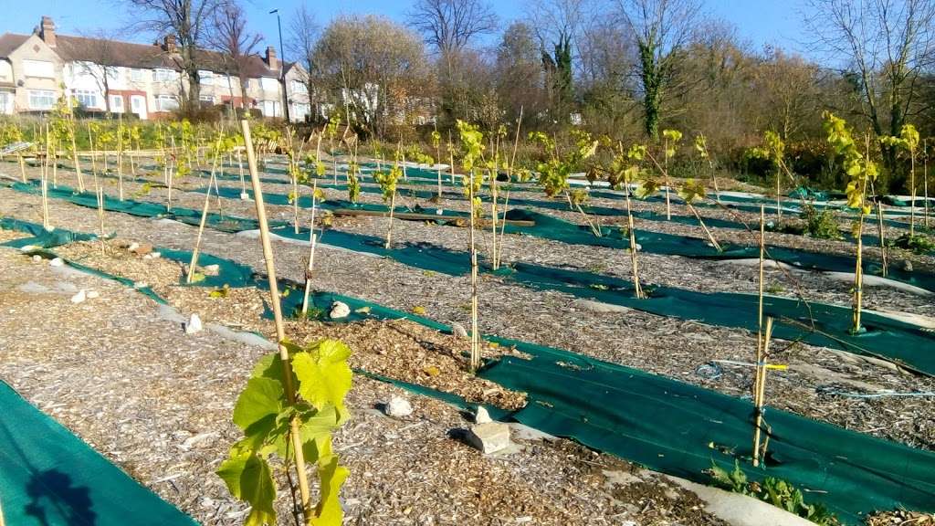 Horsenden Grape & Honey Farm | Whitton Ave E, Greenford UB6 0JP, UK