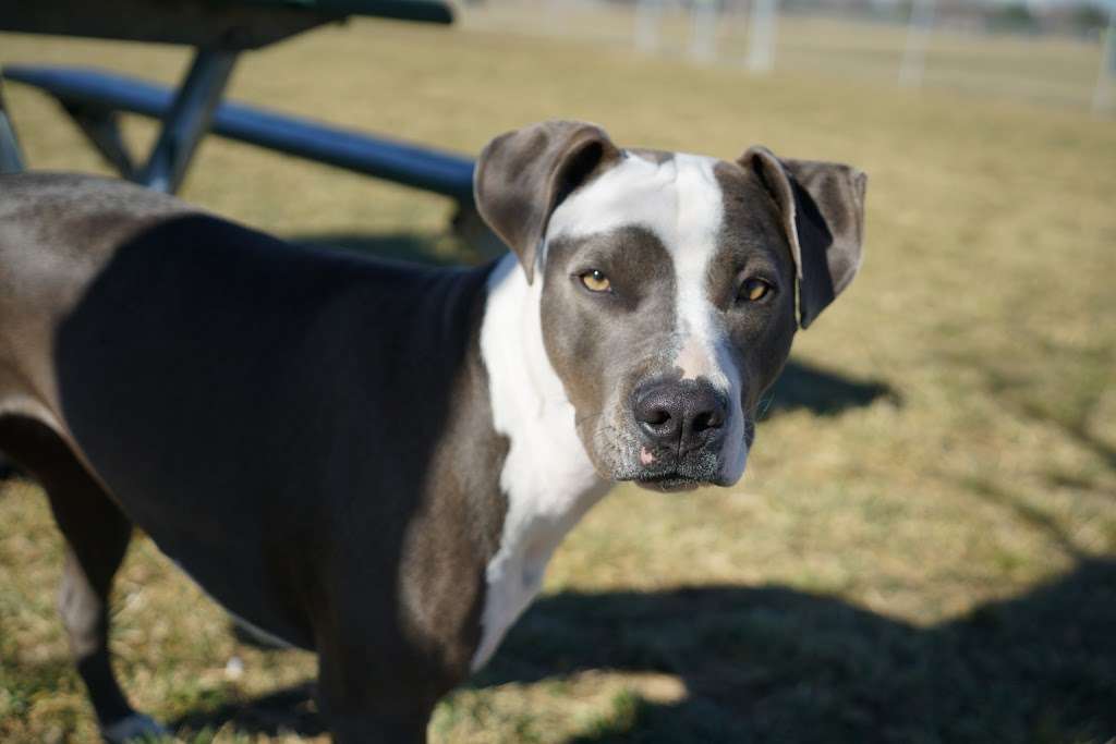 Waggin Tail Dog Park | Balsam Ave, Greeley, CO 80631, USA