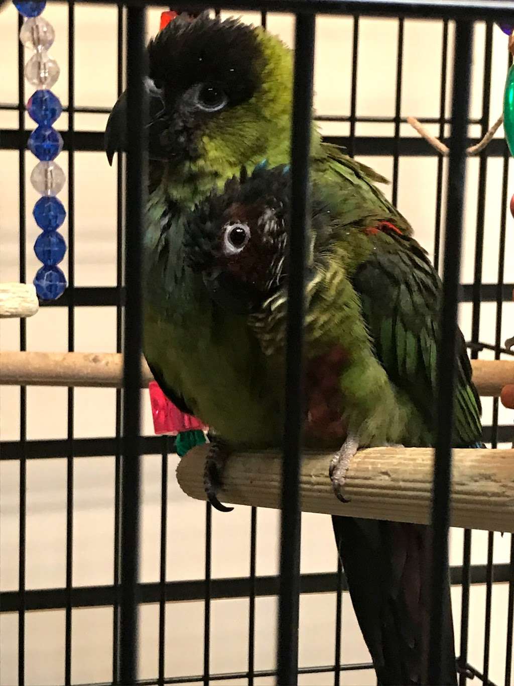 Parrots, Parrots, Parrots, just Parrots | 7219 Lee Hwy, Falls Church, VA 22046, USA | Phone: (703) 536-2473