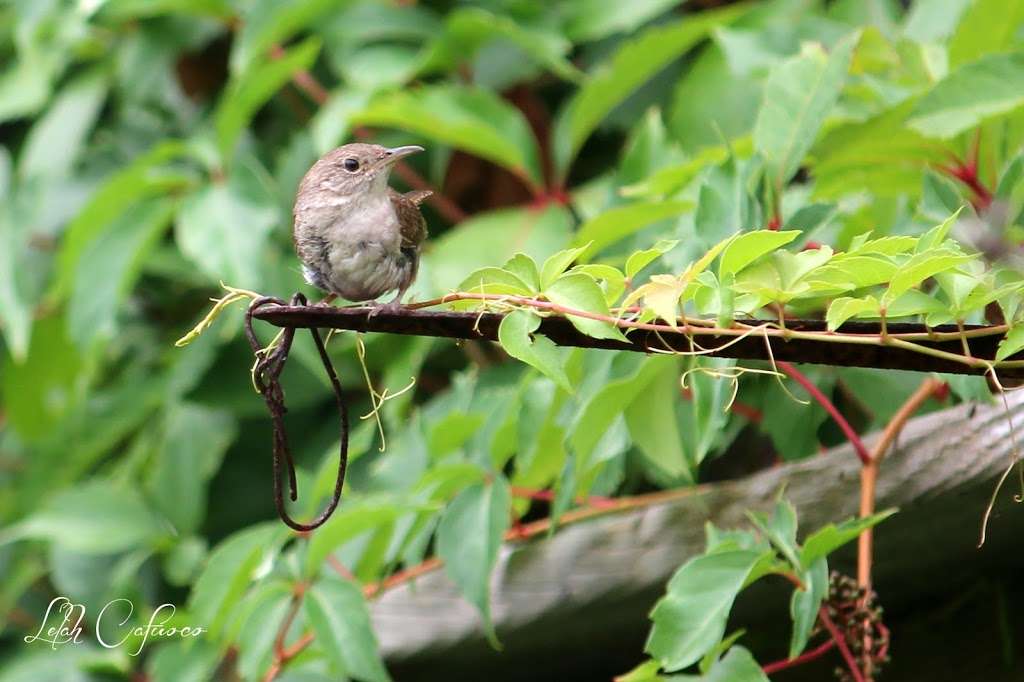 South Shore Nature Center | east 11730, 130 Bayview Ave, East Islip, NY 11730, USA | Phone: (631) 224-5436