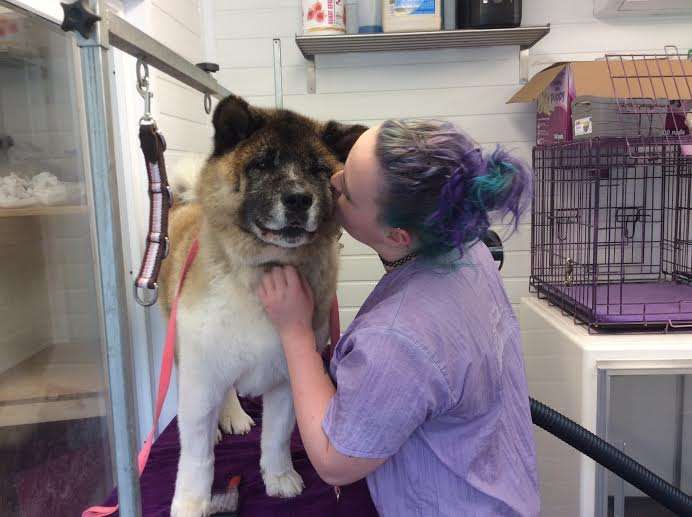 K9 Pet Grooming Centre | Tyndalls Garden Centre, Sedge Green, Nazeing, Waltham Abbey EN9 2PA, UK | Phone: 01992 444445