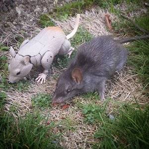 Raptor Rodent Control | 5752 La Jolla Blvd, La Jolla, CA 92037, USA | Phone: (619) 304-7816