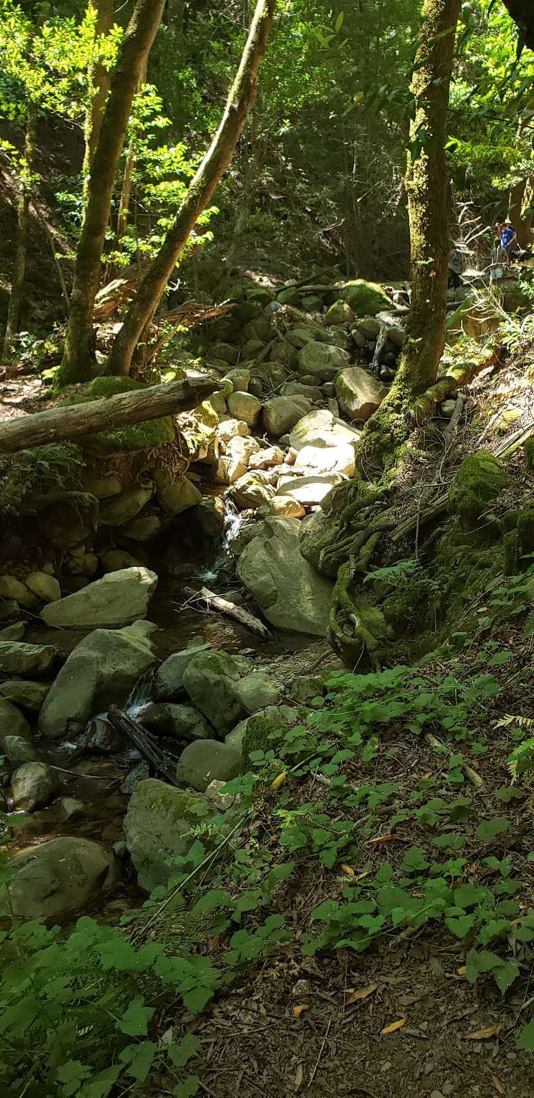 Uvas Canyon County Park | 8515 Croy Rd, Morgan Hill, CA 95037, USA | Phone: (408) 779-9232