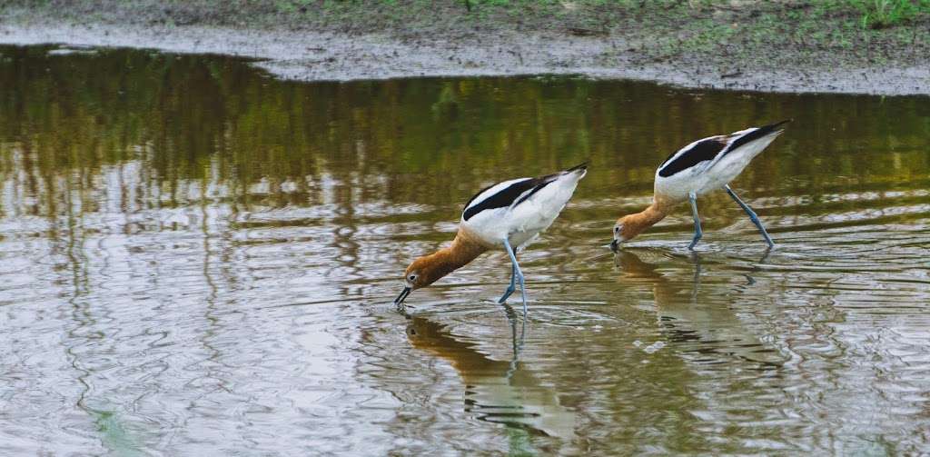 San Jacinto Wildlife Area | 17050 Davis St, Lakeview, CA 92567, USA | Phone: (951) 928-0580