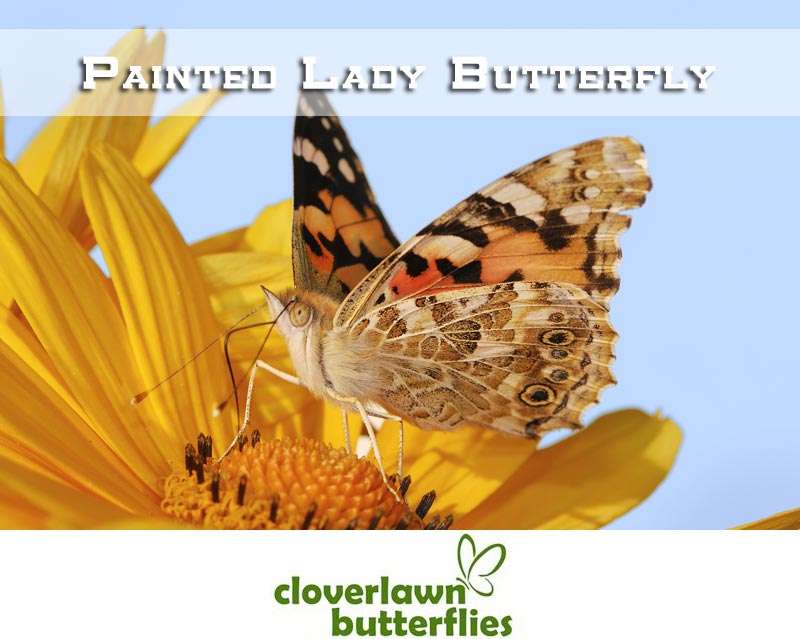 Cloverlawn Butterflies | Orlando, FL 32806, USA | Phone: (407) 896-8389