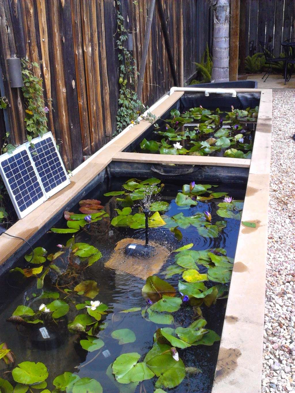 San Diego Pond and Garden | 12257 Old Pomerado Rd, Poway, CA 92064, USA | Phone: (858) 486-0033