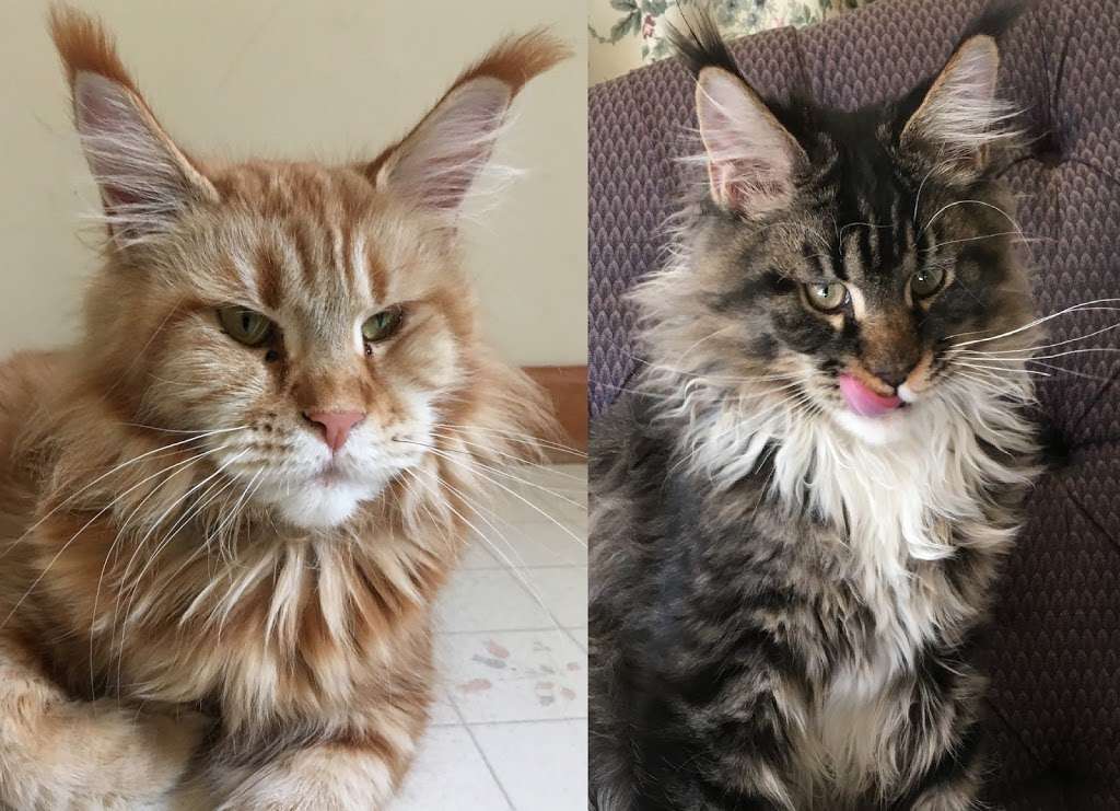 Appalachian Maine Coon Cats /www.mainecoonplace.com | 740 Boy Scout Rd, Hedgesville, WV 25427, USA | Phone: (304) 754-9742